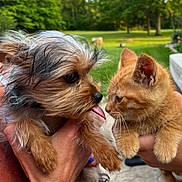 Jumanji is registered to the contest to win money with this photo: animal, closeup, cute, cute_animals, daylight, dog, fur, grass, greenery, hands, interaction, kitten, nature, orange_cat, outdoor, pet, playful, portrait, small_dog, tongue
