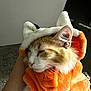 Canelito is registered to the contest to win money with this photo: animal, cat, costume, cute, ears, feline, fur, hand, held, hood, indoor, mammal, orange_cat, pet, plush, portrait, sleepy, soft, whiskers, white_cat