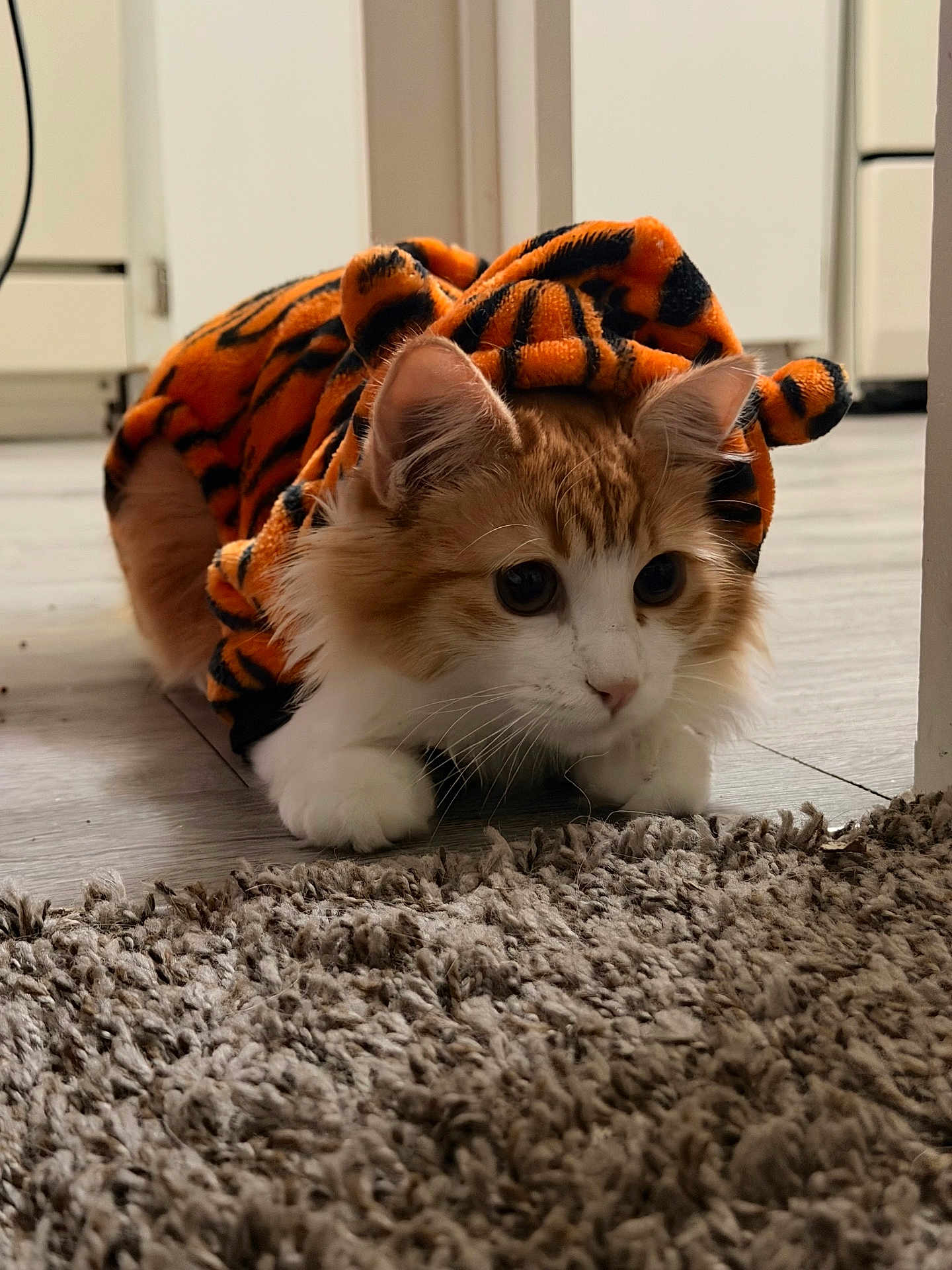 Canelito is registered to the contest to win money with this photo: animal, carpet, cat, closeup, costume, curious, cute, domestic, ears, feline, floor, fur, indoor, orange, paws, pet, playful, tiger_stripes, whiskers, white