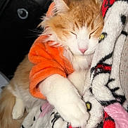 Canelito joined the competition — help win amazing prizes! animal, blanket, cat, close_up, cozy, cute, domestic_cat, feline, fluffy, indoor, orange_sweater, patterned_blanket, paw, pet, relaxed, resting, sleeping, snug, soft_texture, white_fur