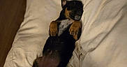Kash is registered to the contest to win money with this photo: animal, ball, bed, bedroom, blanket, canine, couch, cushion, dog, furniture, homedecor, hound, indoors, interiordesign, person, pet, puppy, room, sleeping, sport