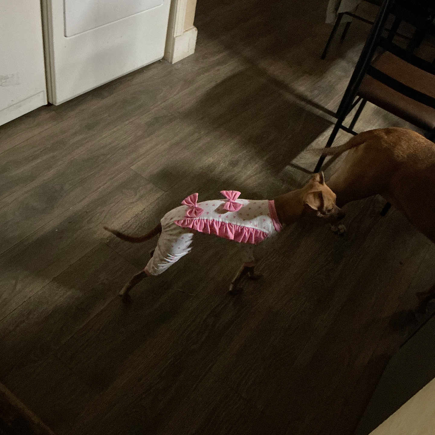 Candi is registered to the contest to win money with this photo: animal, bow, chairs, costume, dining_area, dog, dogs, hallway, home, indoor, large_dog, pet, photography, pink_outfit, playful, ruffles, small_dog, sniffing, standing, wood_floor