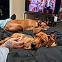dog, bed, blanket, tattoo, hand, television, vintage_tv_show, living_room, relaxing, brown_dog, black_bedspread, furniture, home_interior, resting, canine, domestic_animal, indoor, person_hand, watching_tv, casual