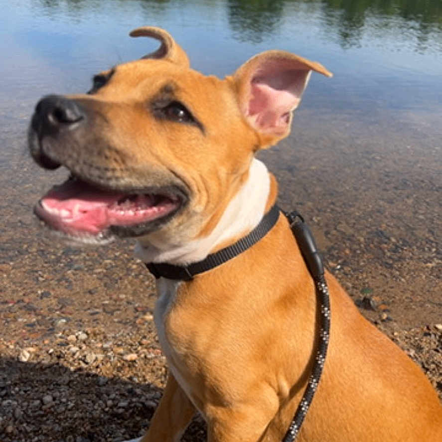 Ayka participe au concours pour gagner de l'argent avec cette photo : animal, brown_dog, canine, collar, daytime, dog, happy, lake, leash, nature, outdoor, pet, playful, rocks, sitting, sky, smiling, summer, trees, water