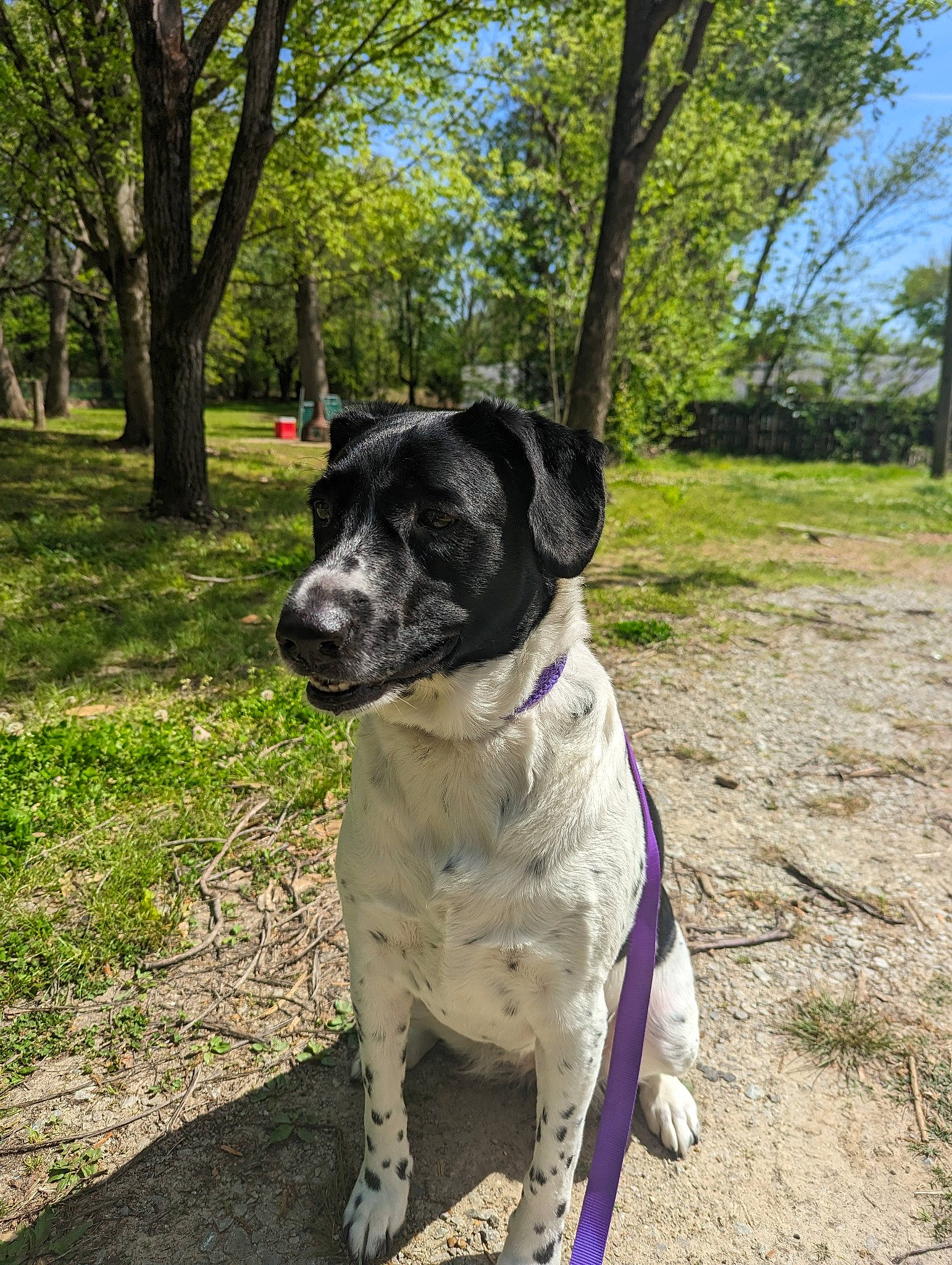 Tippy is registered to the contest to win money with this photo: adventure, canidae, carnivore, collar, companion_dog, dog, dog_breed, dog_collar, fawn, grass, guard_dog, leash, plant, sky, snout, sporting_group, tail, tree, working_animal, working_dog