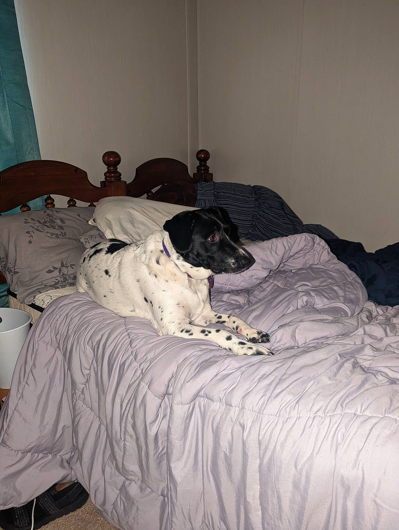 Tippy joined the competition — help win amazing prizes! bed, bed_sheet, bedding, bedroom, canidae, carnivore, comfort, companion_dog, dog, dog_breed, duvet, floor, flooring, fur, grey, hardwood, linens, room, sporting_group, wood