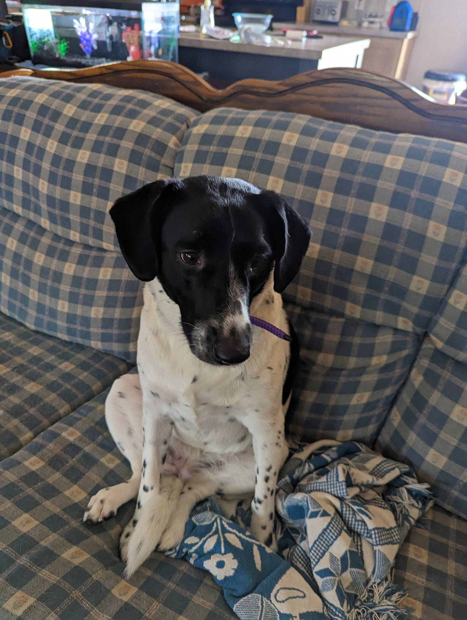 Tippy joined the competition — help win amazing prizes! bookcase, canidae, carnivore, collar, comfort, companion_dog, couch, dog, dog_breed, dog_supply, pattern, pet_supply, plaid, snout, tartan, working_animal