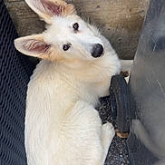 Alaska participe au concours pour gagner de l'argent avec cette photo : dog, white_dog, curled_up, ears, fur, outdoor, wall, trash_bin, ground, pebbles, animal, pet, looking_up, cute, resting, close_up, side_view, canine, domestic_animal, quiet