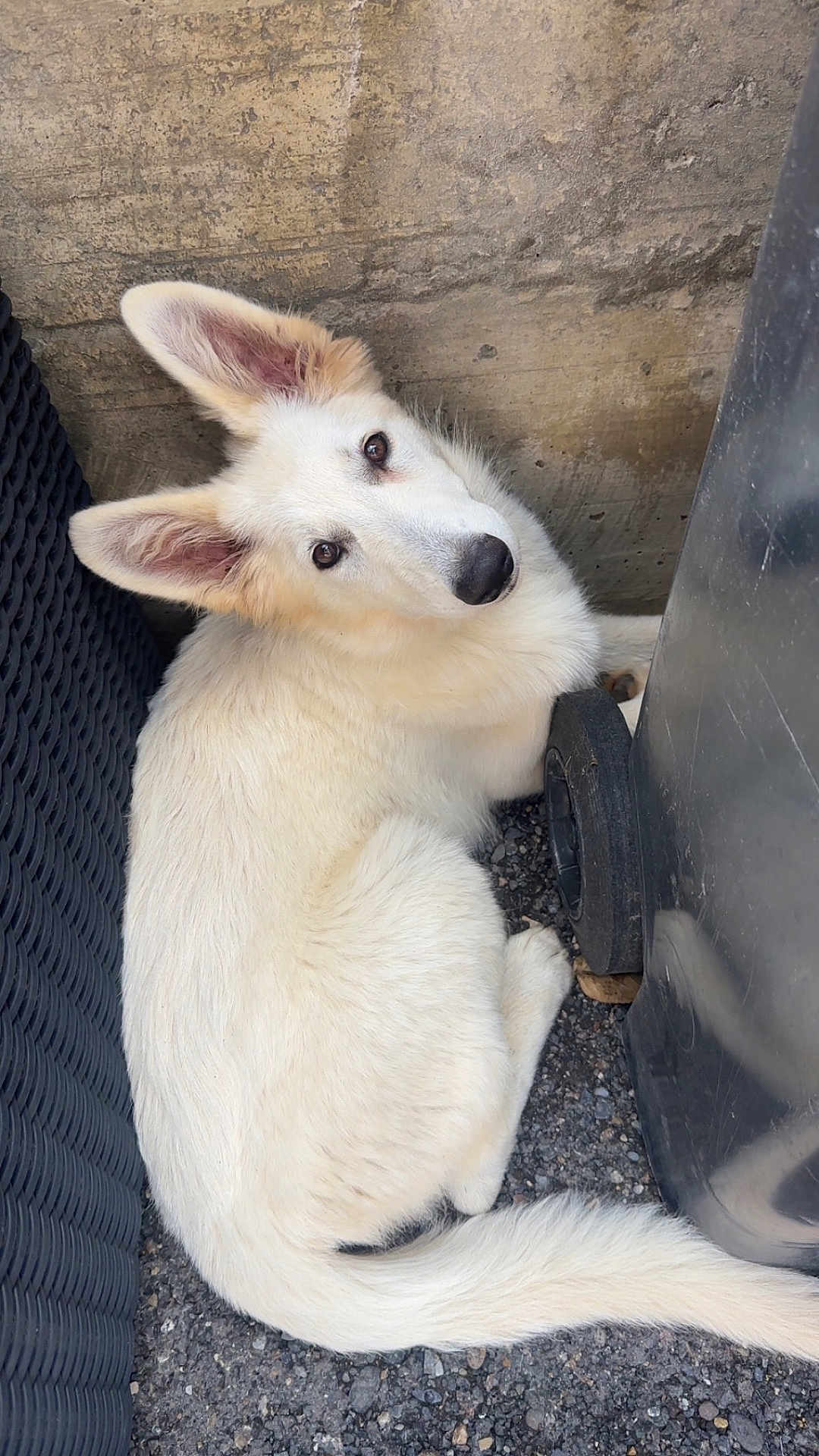 Alaska participe au concours pour gagner de l'argent avec cette photo : dog, white_dog, curled_up, ears, fur, outdoor, wall, trash_bin, ground, pebbles, animal, pet, looking_up, cute, resting, close_up, side_view, canine, domestic_animal, quiet