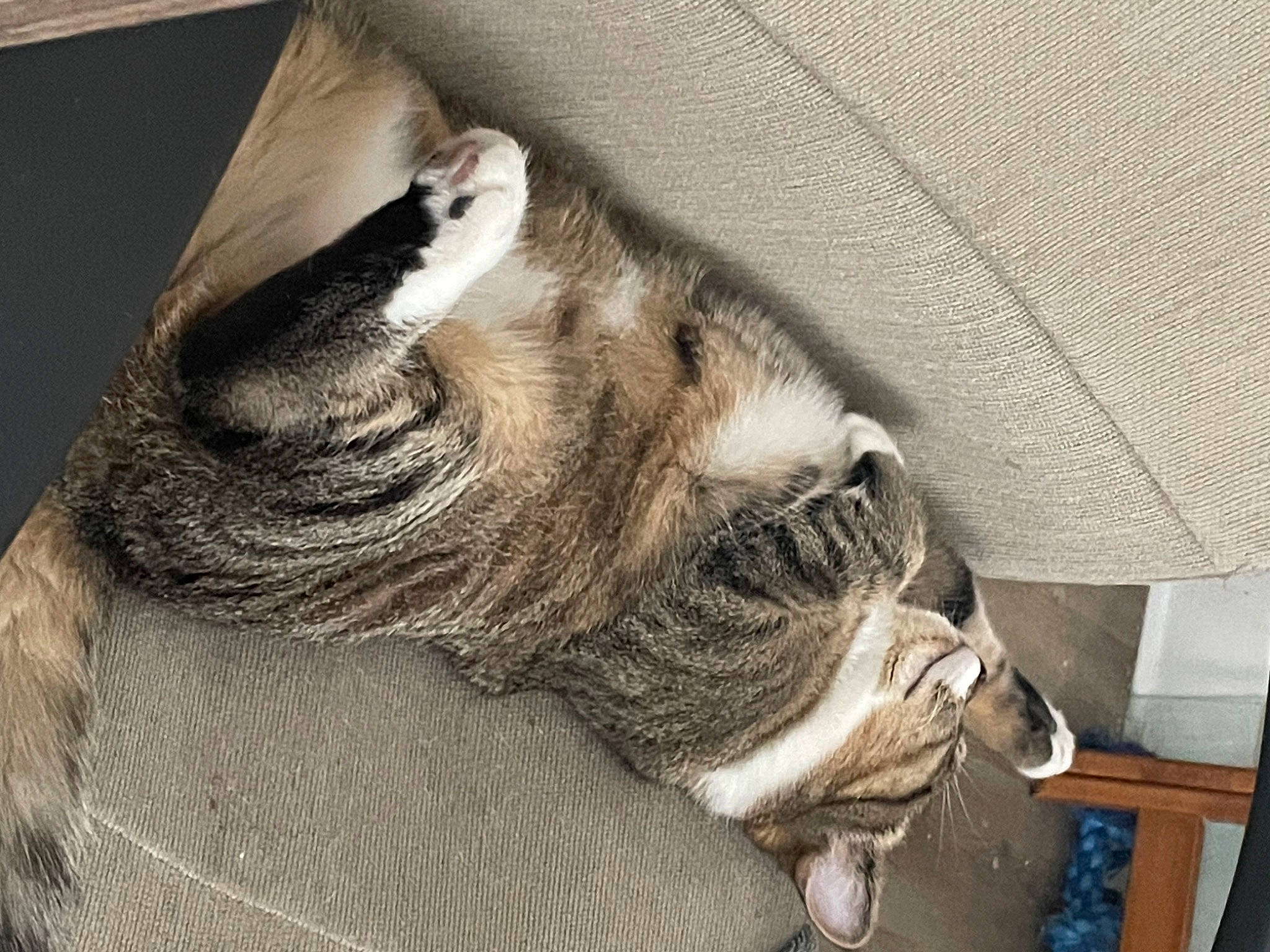 Raven joined the competition — help win amazing prizes! automotive_tire, carnivore, cat, comfort, domestic_short_haired_cat, fawn, felidae, fur, grey, human_leg, mammal, nap, paw, small_to_medium_sized_cats, snout, tail, terrestrial_animal, whiskers, window, wood