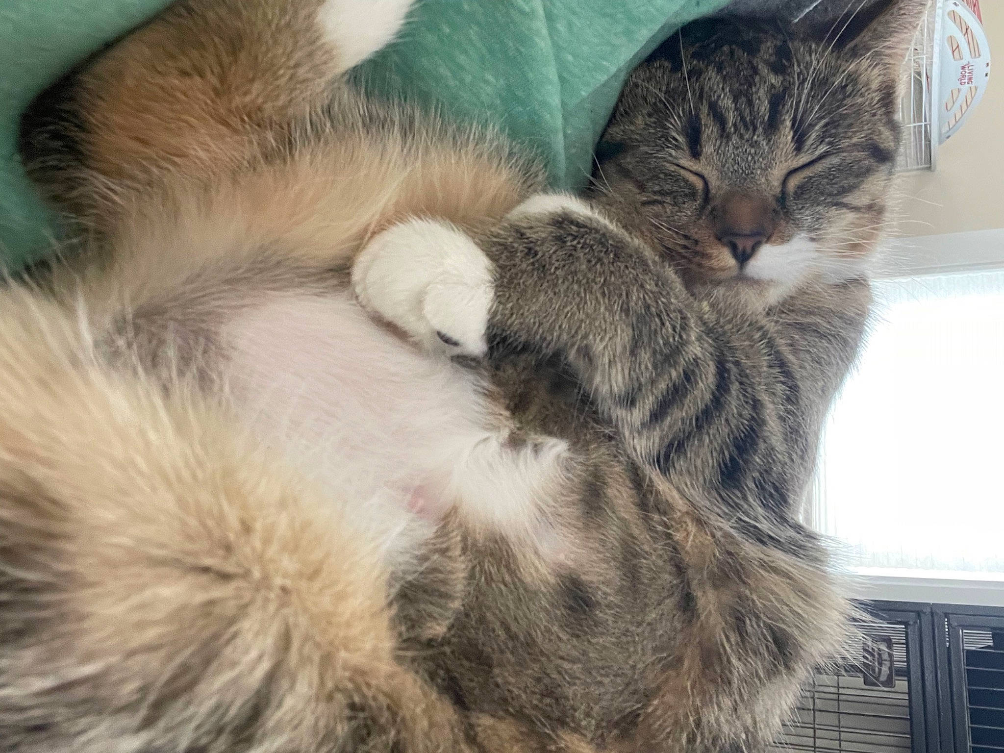 Raven joined the competition — help win amazing prizes! carnivore, cat, claw, comfort, domestic_short_haired_cat, ear, felidae, fur, nap, paw, sleep, small_to_medium_sized_cats, snout, tail, terrestrial_animal, tree, whiskers