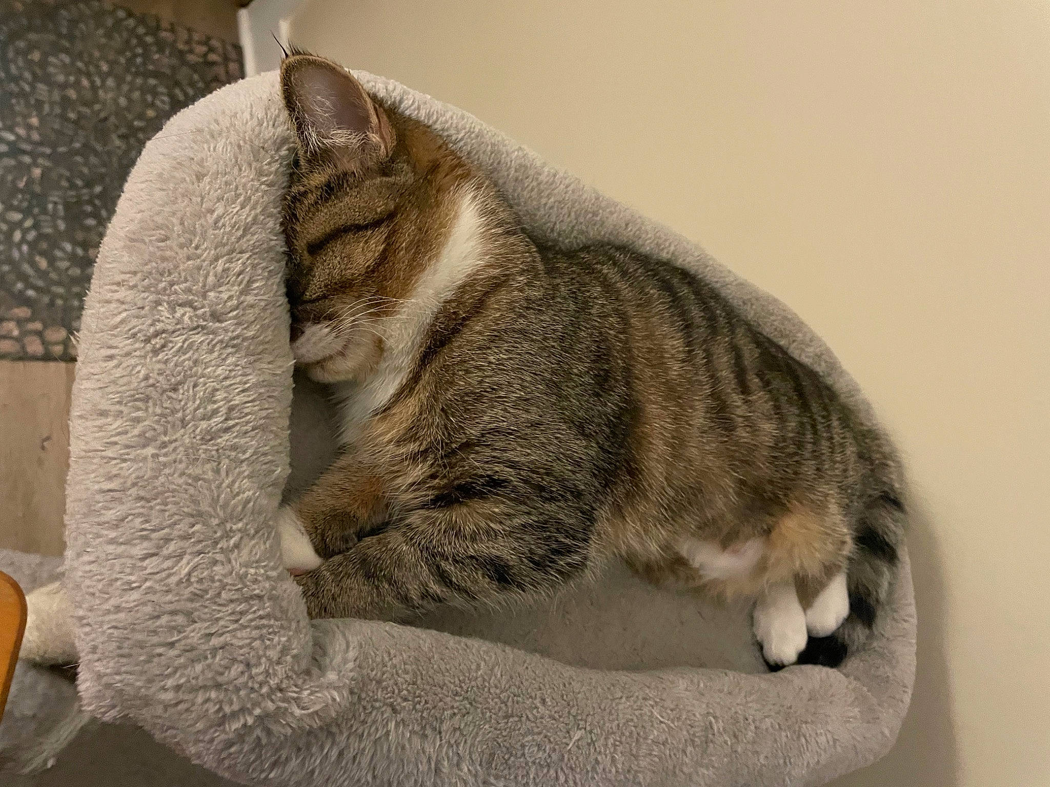 Raven is registered to the contest to win money with this photo: carnivore, cat, cat_supply, claw, comfort, domestic_short_haired_cat, felidae, fur, grey, nap, paw, sleep, small_to_medium_sized_cats, snout, tail, terrestrial_animal, whiskers, window