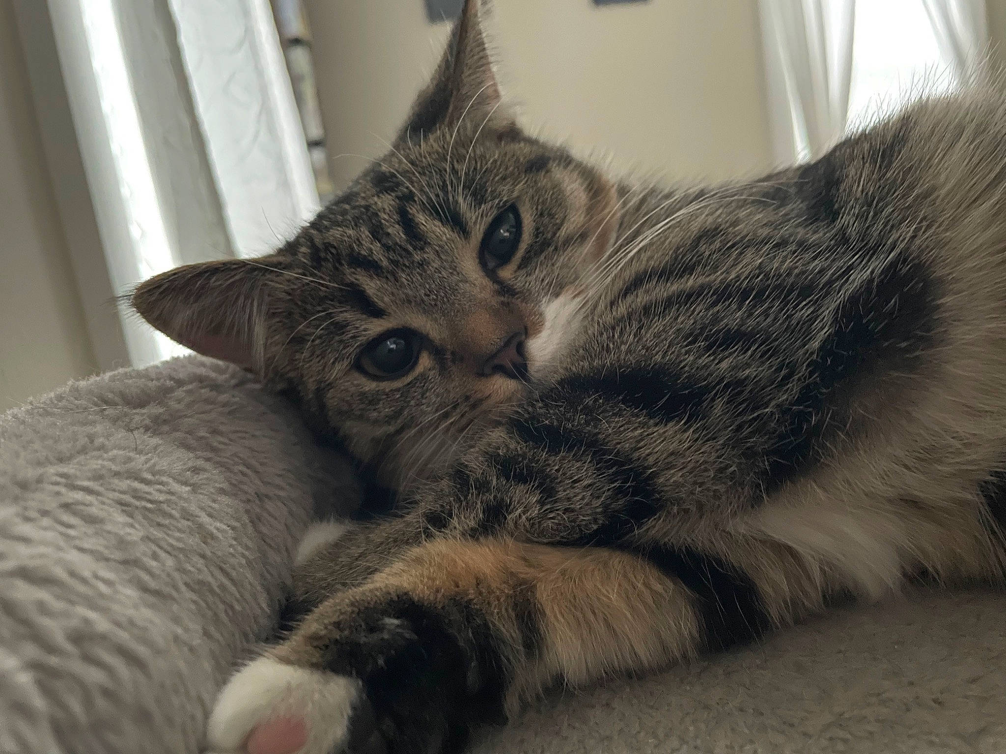 Raven is registered to the contest to win money with this photo: carnivore, cat, claw, comfort, domestic_short_haired_cat, felidae, fur, grey, nap, paw, small_to_medium_sized_cats, snout, tail, whiskers