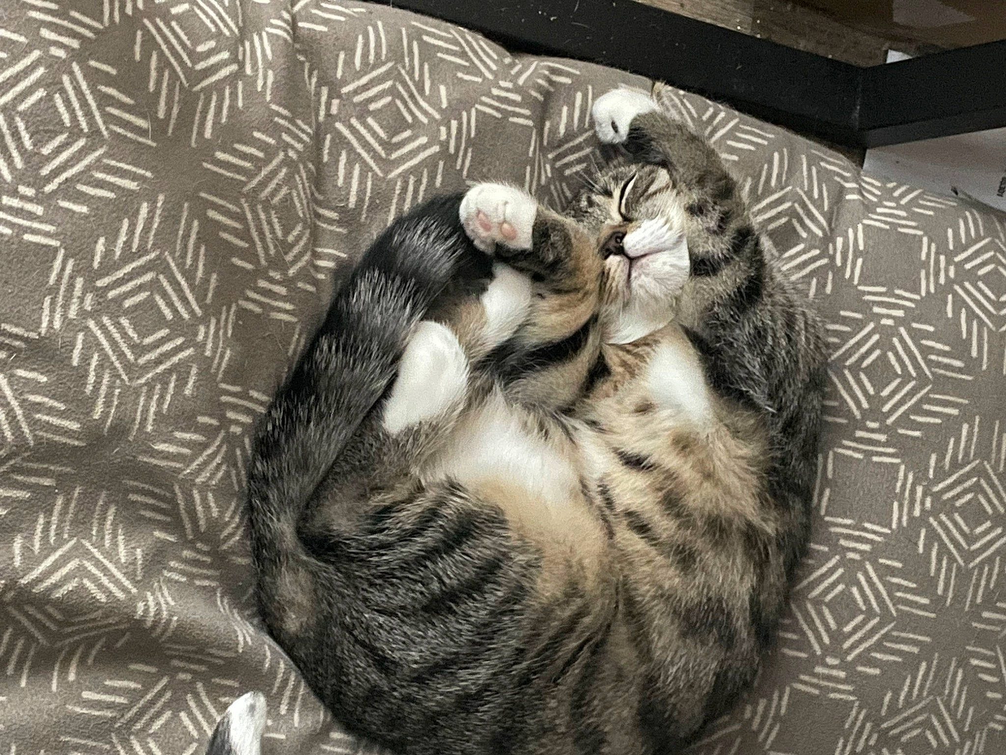 Raven joined the competition — help win amazing prizes! carnivore, cat, cat_bed, claw, comfort, couch, domestic_short_haired_cat, felidae, fur, grey, monochrome, monochrome_photography, nap, pattern, paw, small_to_medium_sized_cats, snout, tail, terrestrial_animal, whiskers