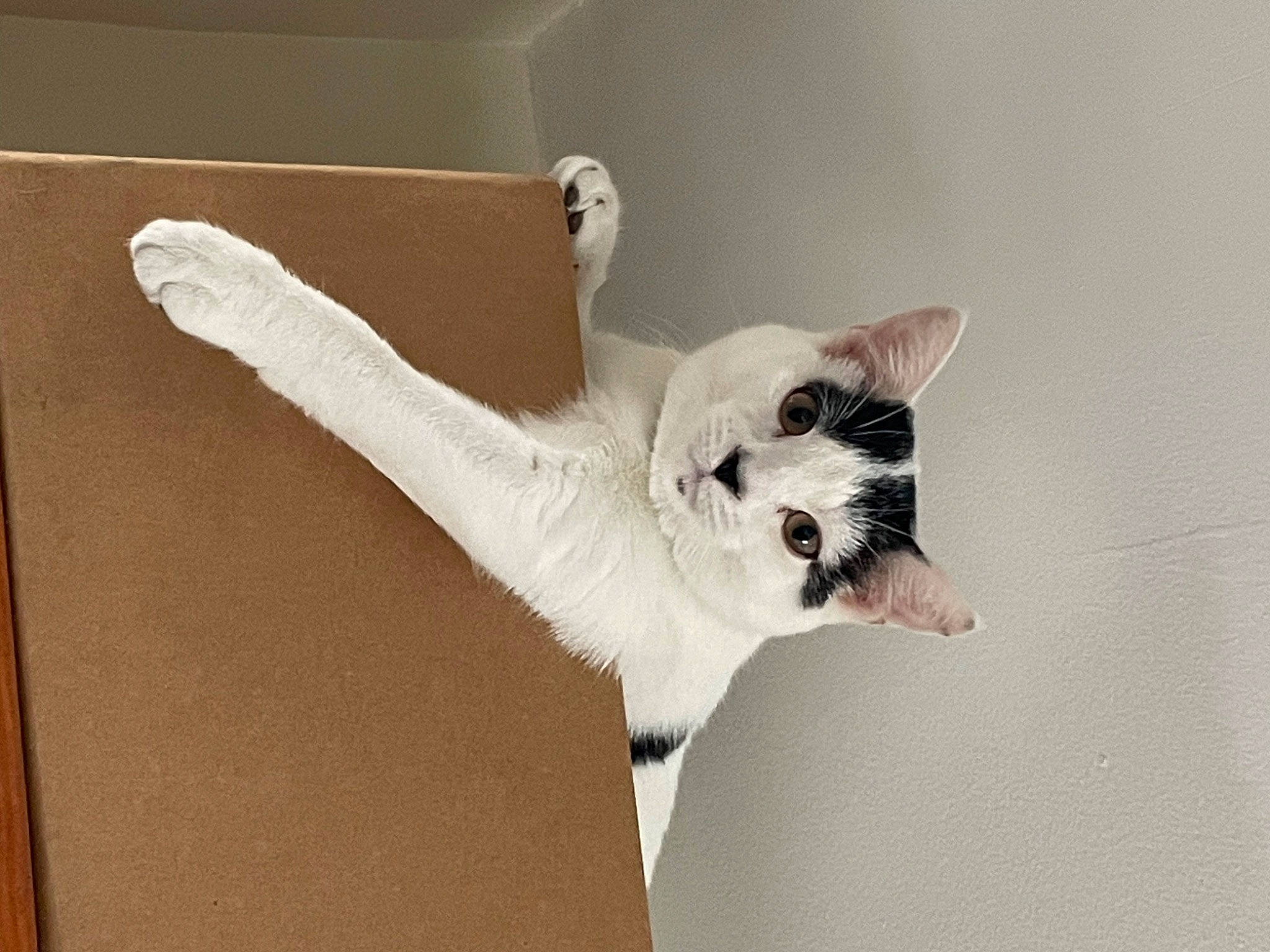 Twig is registered to the contest to win money with this photo: canidae, carnivore, cat, comfort, companion_dog, dog_breed, domestic_short_haired_cat, fawn, felidae, fur, gesture, paw, small_to_medium_sized_cats, snout, tail, terrestrial_animal, whiskers, wing, wood, working_animal