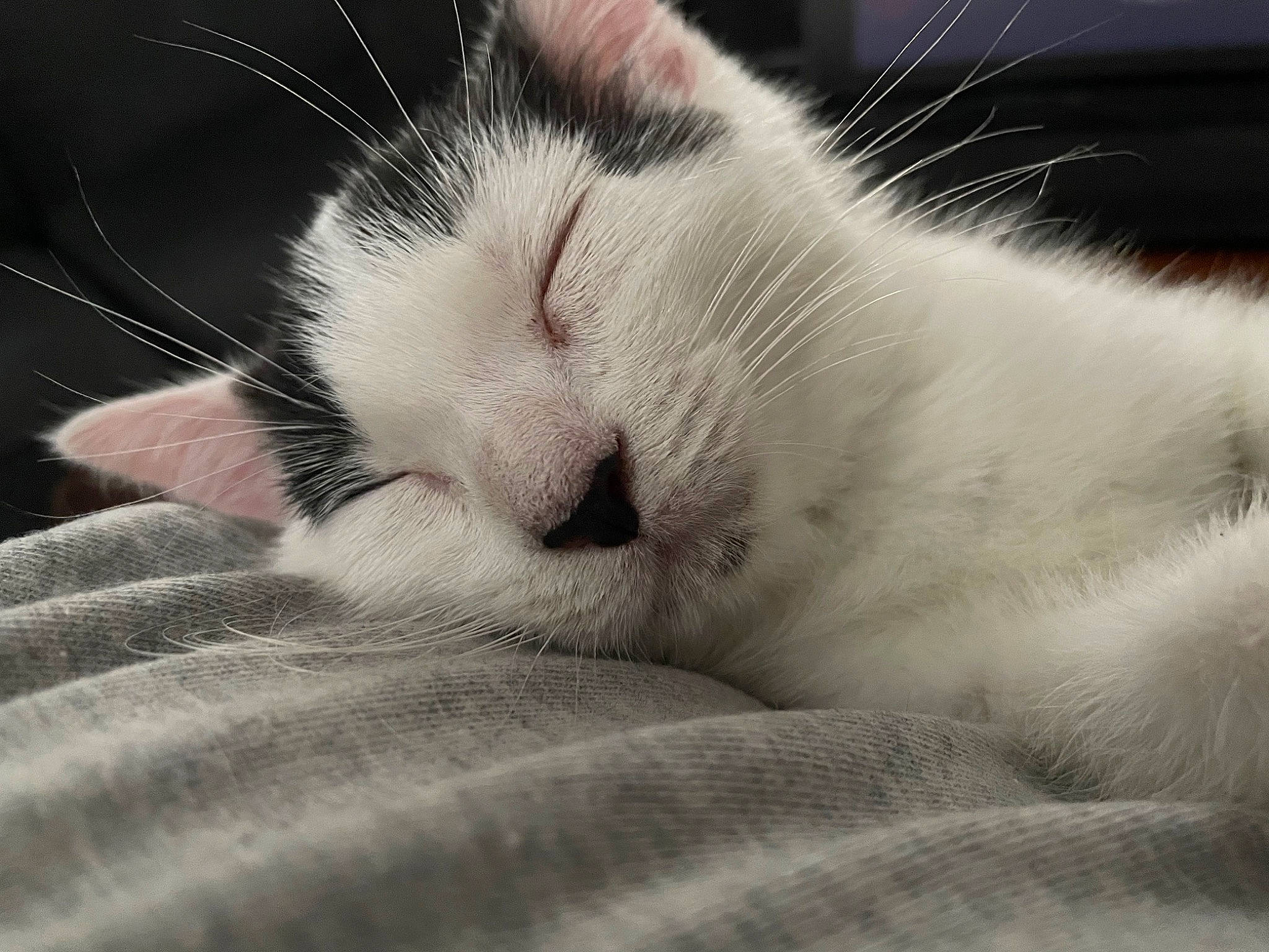 Twig joined the competition — help win amazing prizes! carnivore, cat, cat_supply, claw, comfort, domestic_short_haired_cat, eye, eyelash, felidae, foot, fur, head, nap, paw, sleep, small_to_medium_sized_cats, snout, tail, terrestrial_animal, whiskers