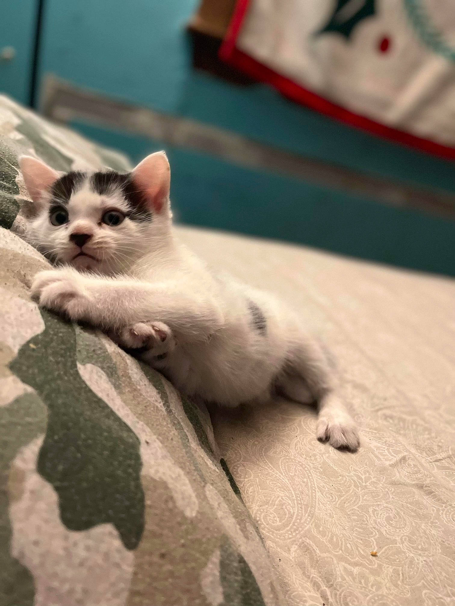 Twig is registered to the contest to win money with this photo: carnivore, cat, claw, domestic_short_haired_cat, fawn, felidae, flooring, fur, hardwood, paw, siamese, small_to_medium_sized_cats, tail, terrestrial_animal, thai, whiskers, wood