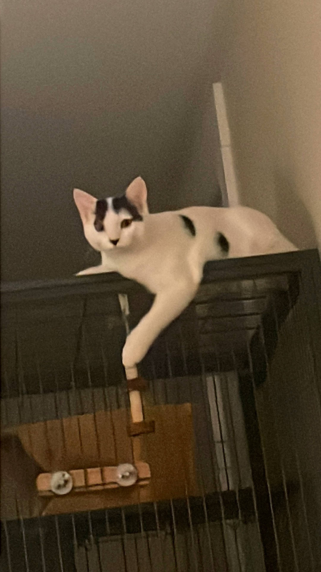 Twig joined the competition — help win amazing prizes! carnivore, cat, domestic_short_haired_cat, eye, fawn, felidae, flooring, fur, metal, monochrome, monochrome_photography, paw, room, small_to_medium_sized_cats, snout, tail, whiskers, window, wood