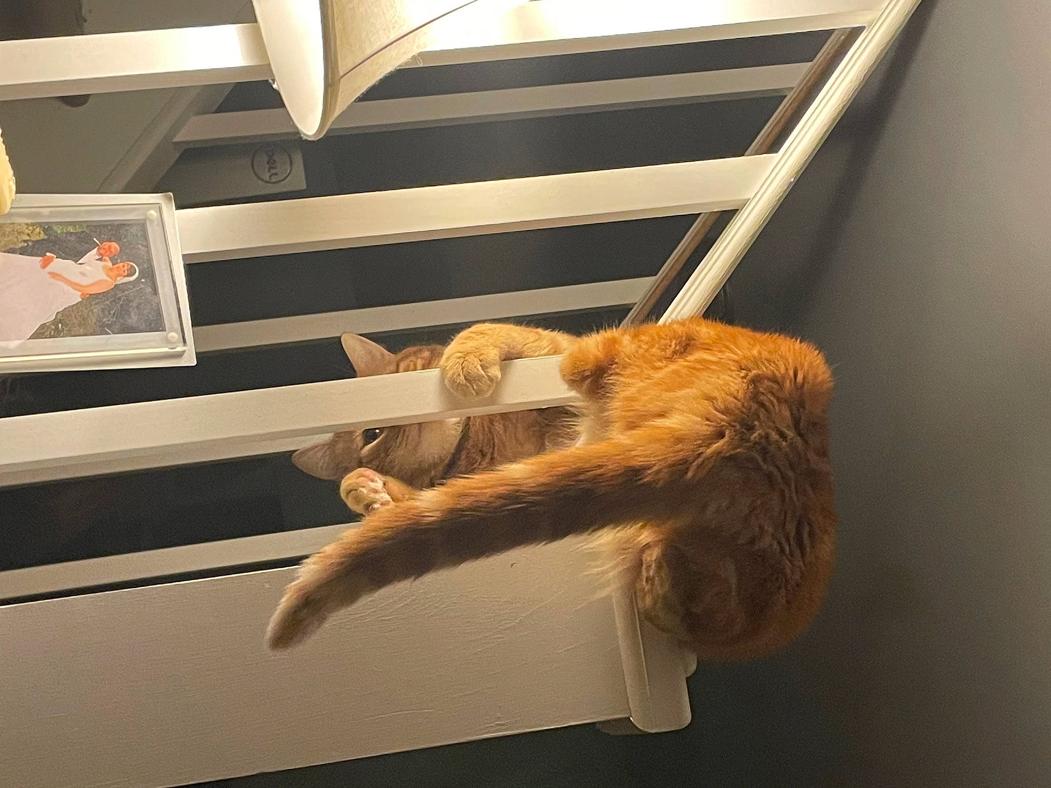 Mr Milly joined the competition — help win amazing prizes! art, ceiling, claw, daylighting, felidae, fur, metal, natural_material, primate, room, small_to_medium_sized_cats, tail, terrestrial_animal, tourist_attraction, vehicle_door, window, wood