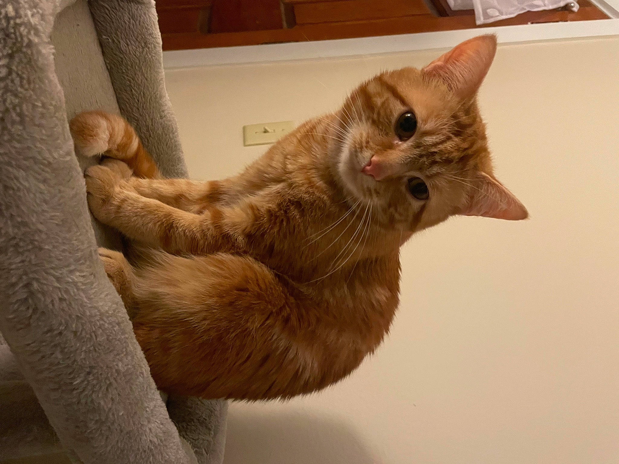 Mr Milly joined the competition — help win amazing prizes! balance, carnivore, cat, claw, domestic_short_haired_cat, fawn, felidae, foot, fur, gesture, paw, small_to_medium_sized_cats, snout, tail, toe, whiskers, wood