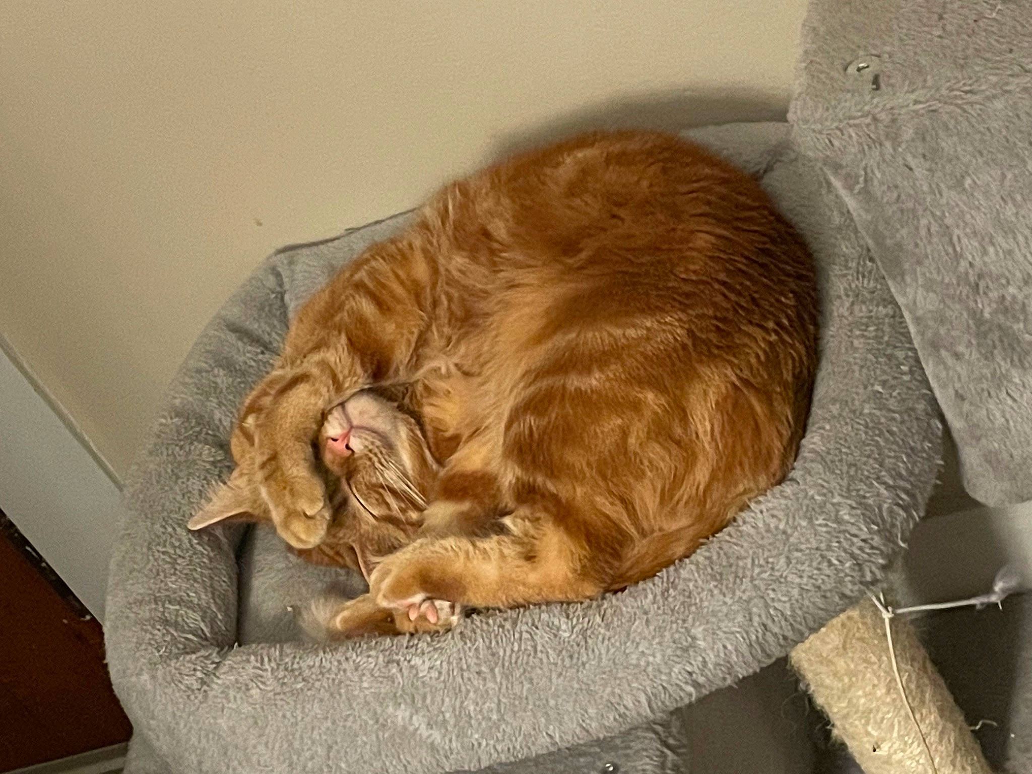 Mr Milly is registered to the contest to win money with this photo: canidae, carnivore, cat, cat_supply, comfort, domestic_short_haired_cat, fawn, felidae, fur, liver, nap, pet_supply, sleep, small_to_medium_sized_cats, snout, sporting_group, tail, terrestrial_animal, whiskers, wicker