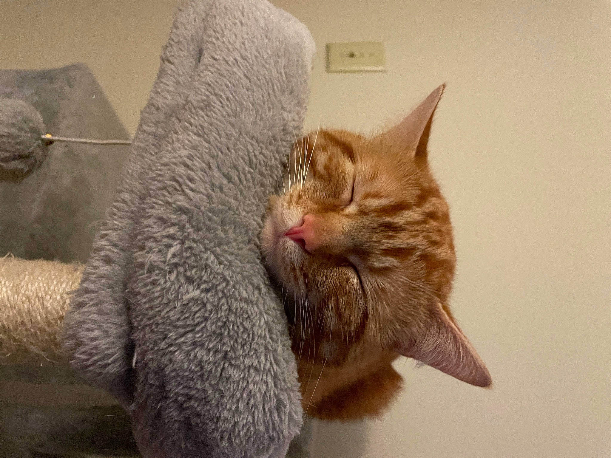 Mr Milly joined the competition — help win amazing prizes! carnivore, cat, cat_supply, claw, collar, comfort, domestic_short_haired_cat, ear, fawn, felidae, flooring, fur, grey, nap, paw, small_to_medium_sized_cats, snout, tail, whiskers, window