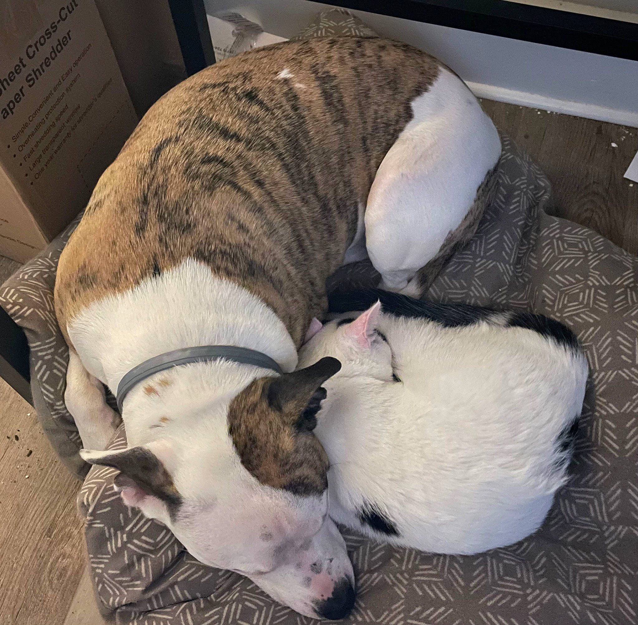 Axel is registered to the contest to win money with this photo: canidae, carnivore, collar, comfort, companion_dog, dog, dog_breed, fawn, fur, linens, nap, non_sporting_group, puppy, sleep, snout, sporting_group, tail, terrestrial_animal, whiskers, working_animal