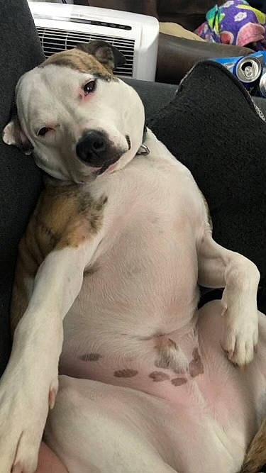 Axel is registered to the contest to win money with this photo: canidae, carnivore, collar, comfort, companion_dog, couch, dog, dog_breed, dog_collar, dog_supply, fang, fawn, fur, mammal, paw, pet_supply, snout, sporting_group, whiskers, working_animal