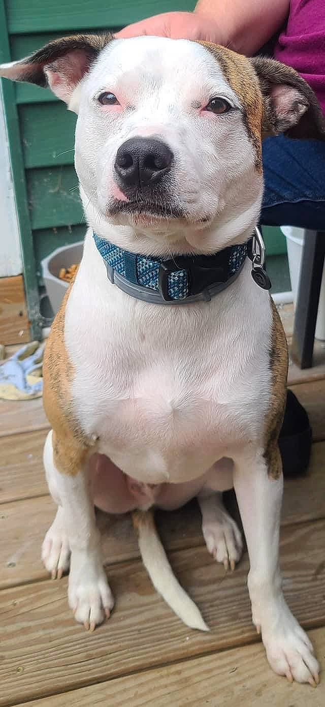 Axel joined the competition — help win amazing prizes! canidae, carnivore, collar, companion_dog, dog, dog_breed, dog_collar, dog_supply, fawn, giant_dog_breed, leash, molosser, non_sporting_group, pet_supply, sporting_group, tail, tie, whiskers, working_animal