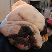 Paddie Cake is registered to the contest to win money with this photo: animal, black_and_white, bulldog, close_up, companion, cozy, cute, dog, domestic, face, fur, indoor, muzzle, napping, pet, relaxed, resting, sleeping, tongue, wrinkles