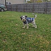 Monchy is registered to the contest to win money with this photo: dog, plaid_jacket, backyard, grass, fence, car, house, autumn_leaves, pet, outdoor, canine, fur, tail, alert, standing, daytime, yard, domestic_animal, animal, nature