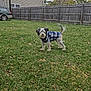 dog, plaid_jacket, backyard, grass, fence, car, house, autumn_leaves, pet, outdoor, canine, fur, tail, alert, standing, daytime, yard, domestic_animal, animal, nature