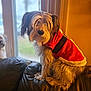 Monchy joined the competition — help win amazing prizes! dog, pet, santa_outfit, red_clothing, fur, couch, leather, window, indoor, warm_lighting, animal, sitting, furry, cute, holiday, christmas, decor, blurred_background, second_dog, curious