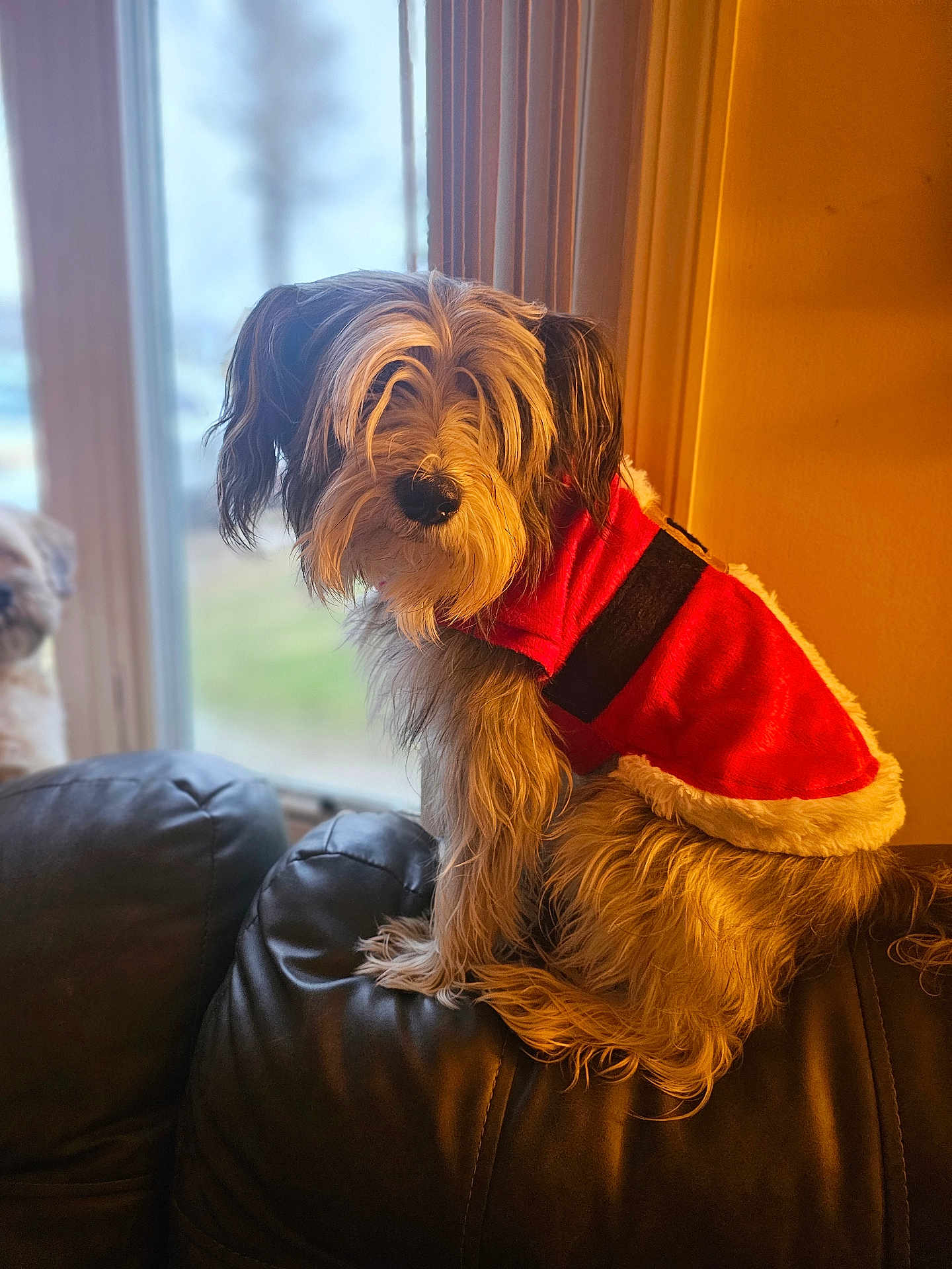 Monchy joined the competition — help win amazing prizes! dog, pet, santa_outfit, red_clothing, fur, couch, leather, window, indoor, warm_lighting, animal, sitting, furry, cute, holiday, christmas, decor, blurred_background, second_dog, curious