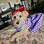 dog, puppy, pet, purple_dress, red_bow, polka_dot, blanket, paw_print, indoor, furniture, shelf, picture_frame, cute, fur, animal, canine, laying, adorable, cozy, home