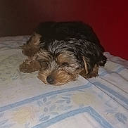 Alto a rejoint le concours — aidez-le/la à gagner de superbes lots ! puppy, dog, sleeping, bed, blanket, indoor, cozy, fur, animal, pet, cute, resting, small_dog, brown, black, wall, home, relaxing, young_dog, nap