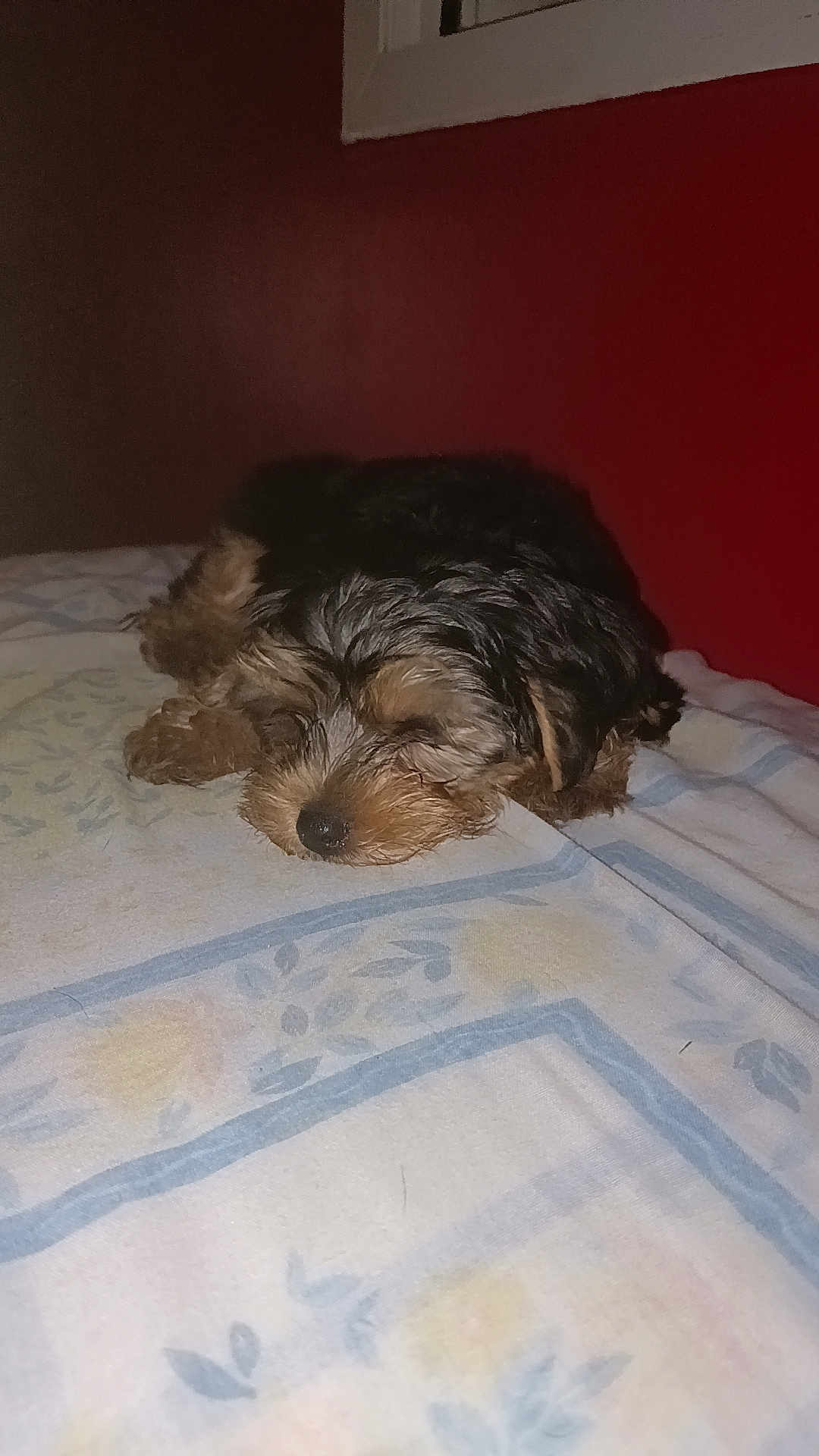 Alto a rejoint le concours — aidez-le/la à gagner de superbes lots ! puppy, dog, sleeping, bed, blanket, indoor, cozy, fur, animal, pet, cute, resting, small_dog, brown, black, wall, home, relaxing, young_dog, nap