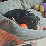 puppy, dog, bed, toy, orange_ball, purple_ball, gray_bed, indoor, resting, pet, cozy, sleepy, collar, black_dog, tan_markings, floor, home, cute, animal, relaxing