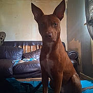 Socks joined the competition — help win amazing prizes! animal, attention, blanket, brown_dog, canine, companion, couch, curtain, dog, domestic, ears, floor, furniture, home, indoors, living_room, pet, sitting, wall, window