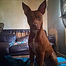 animal, attention, blanket, brown_dog, canine, companion, couch, curtain, dog, domestic, ears, floor, furniture, home, indoors, living_room, pet, sitting, wall, window