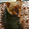 Lola a rejoint le concours — aidez-le/la à gagner de superbes lots ! animal, black, blanket, brown, companion, cozy, curled_up, cute, dog, ears, eyes, fur, home, indoor, looking_back, pet, resting, small_dog, soft_texture, yorkshire_terrier