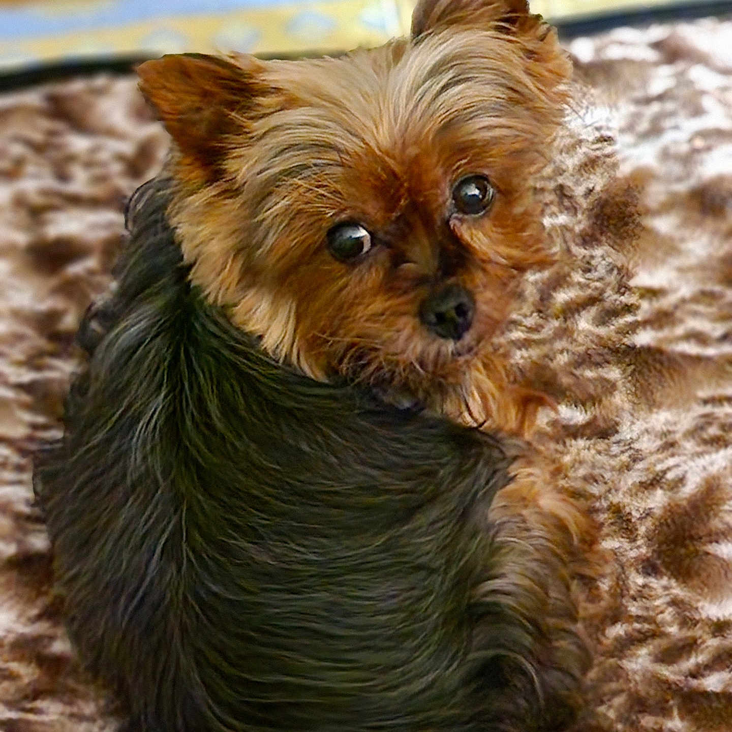 Lola
