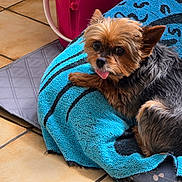 Lola a rejoint le concours — aidez-le/la à gagner de superbes lots ! animal, black_fur, blue_towel, brown_fur, companion, cozy, cute, dog, domestic, fur, indoor, laying, mat, pet, pink_container, relaxed, resting, small_dog, tiled_floor, tongue_out