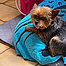 animal, black_fur, blue_towel, brown_fur, companion, cozy, cute, dog, domestic, fur, indoor, laying, mat, pet, pink_container, relaxed, resting, small_dog, tiled_floor, tongue_out