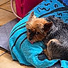 Lola a rejoint le concours — aidez-le/la à gagner de superbes lots ! animal, black_fur, blue_towel, brown_fur, cozy, cute, dog, domestic, fur, home, indoor, looking, pet_bed, pink_bucket, relaxed, resting, small_dog, tile_floor, tongue_out, yorkshire_terrier