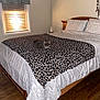 bed, bedroom, blanket, blinds, cat, cozy, curtain, furniture, gray_cat, headboard, home, indoor, leopard_print, nightstand, pillow, sleeping_cat, tissue_box, wall, window, wooden_floor