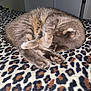 Clyde is registered to the contest to win money with this photo: animal, bed, blanket, cat, claws, cozy, curled_up, cute, feline, fur, gray_cat, indoor, leopard_print, paw, pet, quiet, relaxing, resting, sleeping, soft