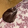 Clyde is registered to the contest to win money with this photo: animal, blanket, cat, comfortable, couch, cozy, curled_up, domestic_animal, feline, floral_pattern, fur, home, indoor, nap, peaceful, pet, relaxed, resting, sleeping, soft