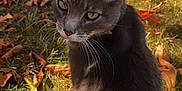 Clyde is registered to the contest to win money with this photo: animal, autumn, calm, cat, closeup, cute, daylight, ears, fall, fallen_leaves, feline, grass, gray_cat, nature, outdoor, pet, portrait, sitting, sunlight, whiskers