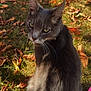 animal, autumn, calm, cat, closeup, cute, daylight, ears, fall, fallen_leaves, feline, grass, gray_cat, nature, outdoor, pet, portrait, sitting, sunlight, whiskers